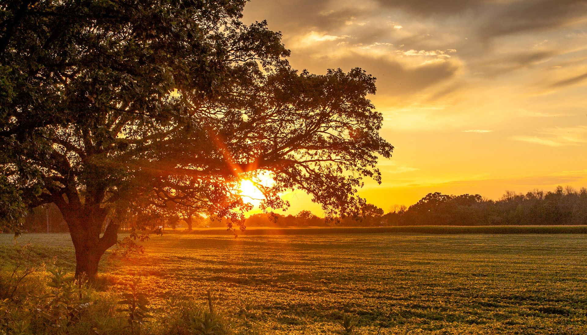 Home banner for Mharan Farms showcasing a picturesque farm landscape with lush fields and vibrant surroundings, designed to highlight the farm's natural beauty and services