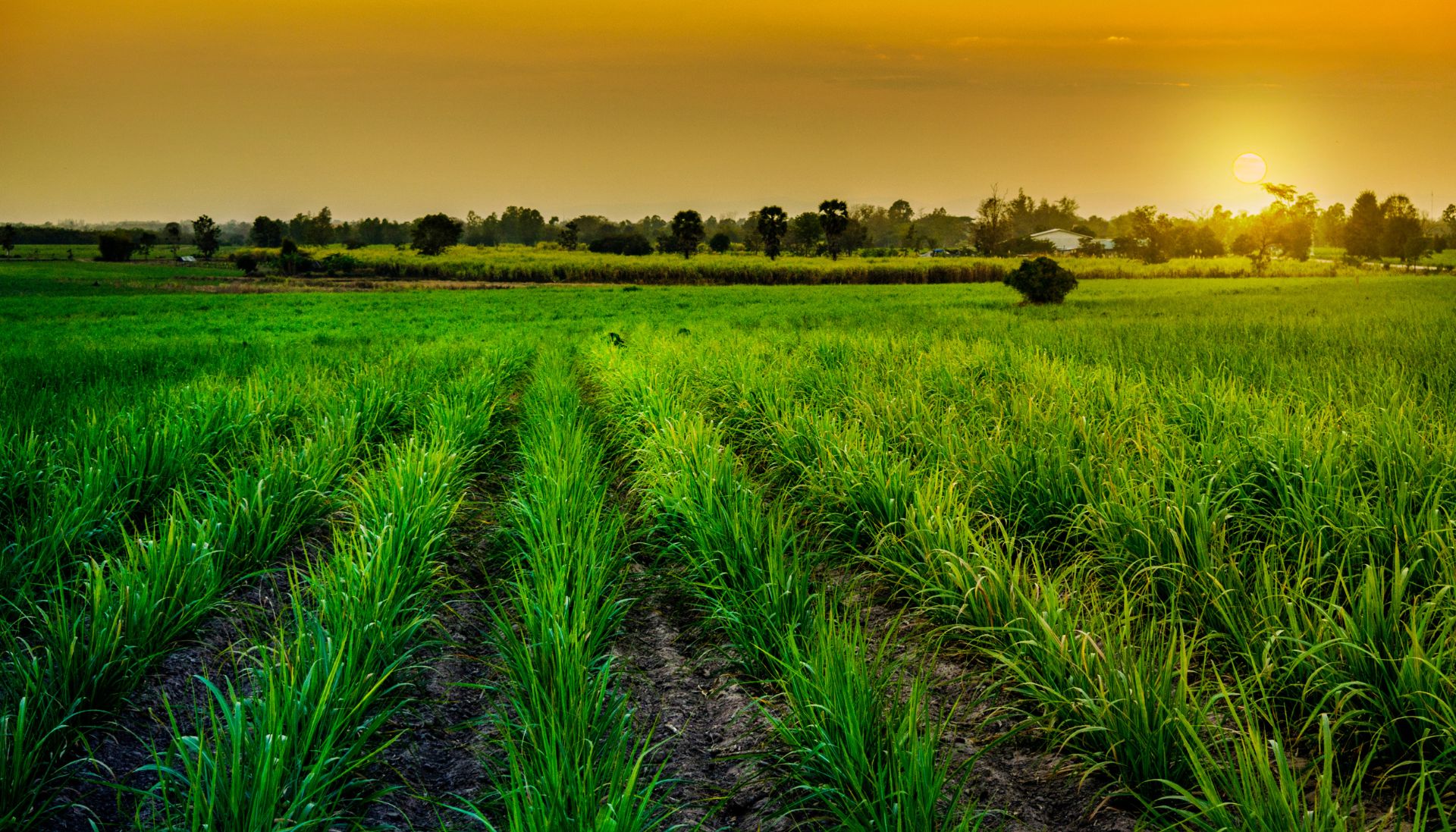 Home banner for Mharan Farms showcasing a vibrant farm scene with well-maintained crops and natural beauty, designed to highlight the farm's commitment to quality and sustainability