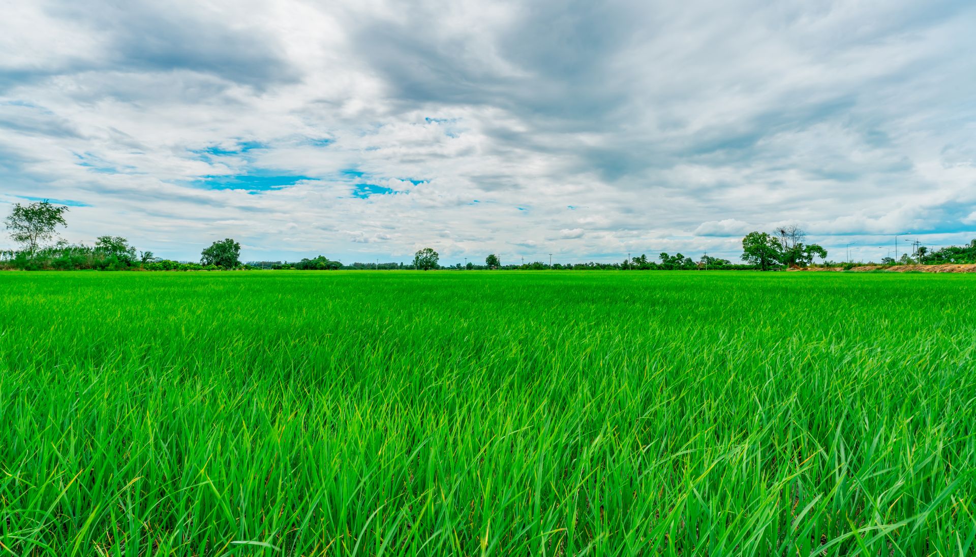 Home banner for Mharan Farms displaying a picturesque farm view with vibrant fields and lush greenery, emphasizing the farm’s natural beauty and agricultural focus