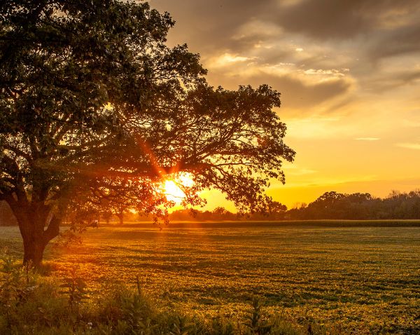 Mobile banner for Mharan Farms featuring a vibrant farm landscape with lush greenery, optimized for mobile viewing to showcase the farm's serene environment and offerings