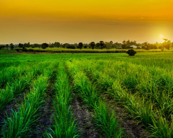 Mobile banner for Mharan Farms featuring a visually appealing farm landscape with thriving crops and a serene setting, optimized for mobile devices to showcase the farm's charm