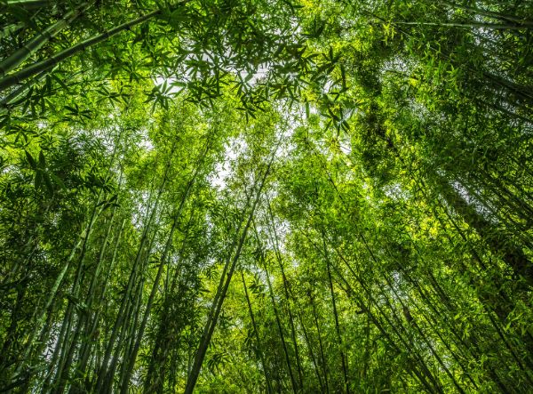 Bamboo Trees scene with healthy crops and sustainable practices, highlighting the farm's commitment to eco-friendly agriculture