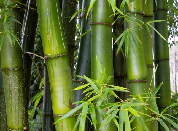 Alternate view of an Bamboo Trees setup, featuring rich soil and thriving plants cultivated using sustainable methods