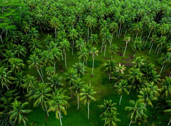 Cluster of tall coconut trees with lush, green foliage under a clear sky