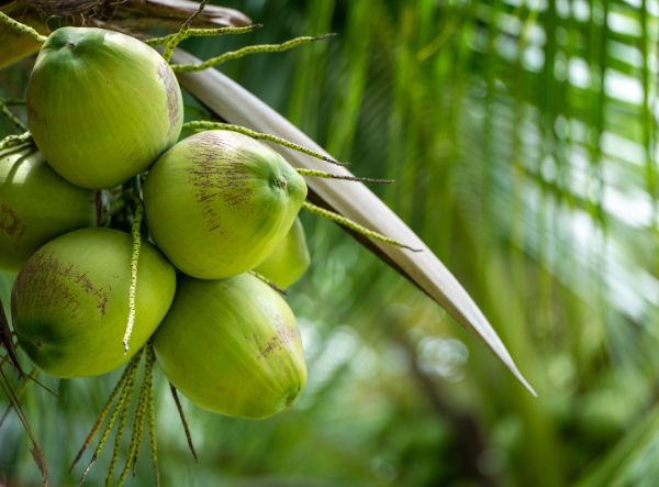 Alternate view of coconut trees with a focus on their tall trunks and abundant green leaves