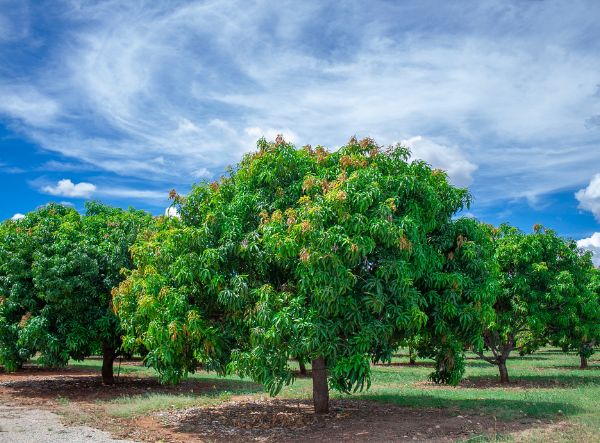 Expansive view of a Mango Trees with tall, green stalks stretching across the landscape