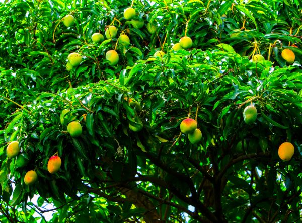 Alternate view of a Mango Trees with rows of tall, green sugarcane plants