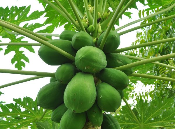 Lush Papaya Trees with vibrant green rice plants growing in well-irrigated rows, showcasing the farm's thriving agricultural landscap