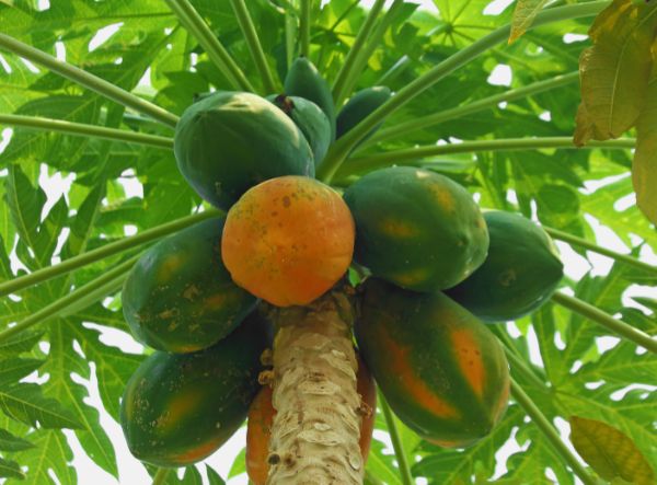 Alternate view of a Papaya Trees with neatly arranged green rice plants, highlighting the farm’s abundant and well-maintained crops