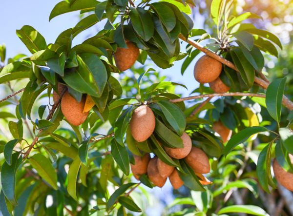 Sapota Trees roaming freely in a rural setting with a natural background