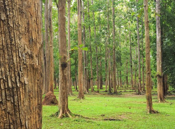 Alternate view of Shanthi Garden with a focus on vibrant plants and peaceful surroundings