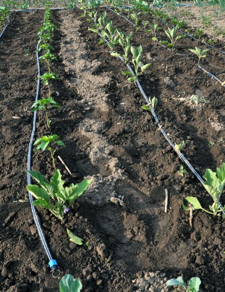 Visitors exploring the self-managed farm plots, inspecting their personally grown crops.