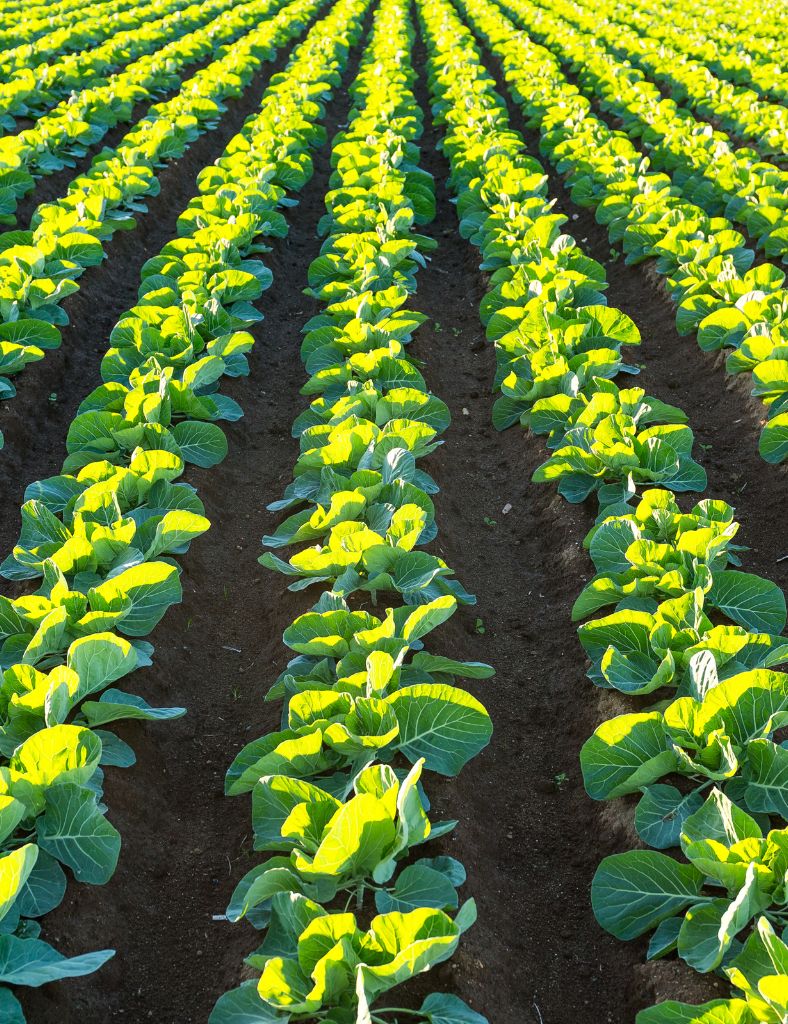 A farmer harvesting crops by hand, demonstrating sustainable farming techniques at Mharan Farms.