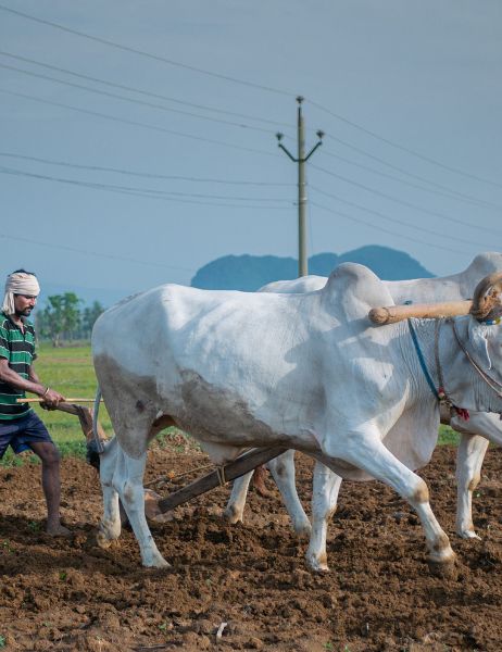 An IT professional working remotely at a farmhouse, enjoying the fresh air and scenic view.