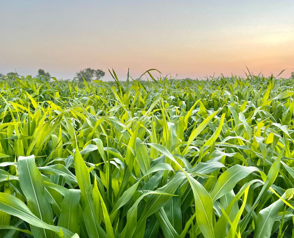 Mharan Farms' innovative farm management practices, showcasing advanced techniques and well-maintained farm facilities