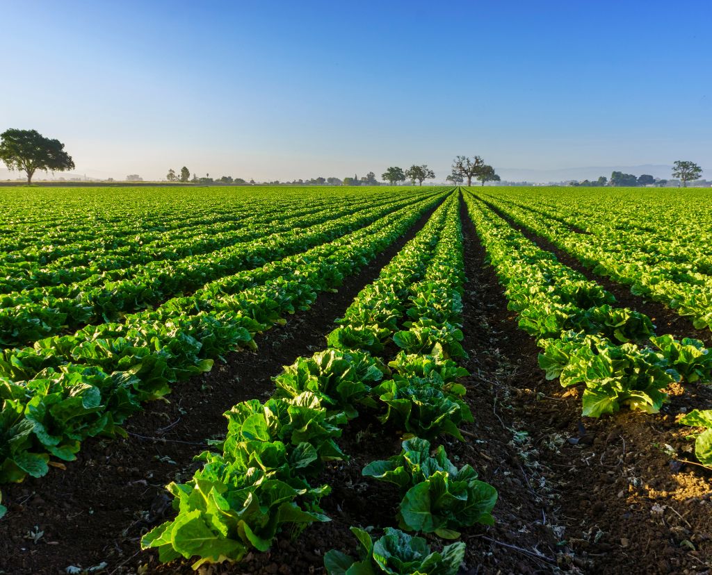 Detailed article image showing Mharan Farms' innovative approach to farm management, with visuals highlighting key strategies and practices