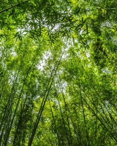 Sugarcane forest at your stay point