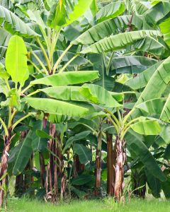 Sugarcane forest at your stay point