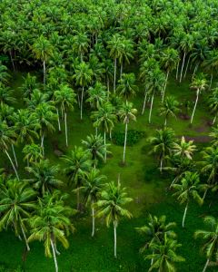 Sugarcane forest at your stay point