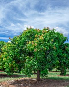 Sugarcane forest at your stay point