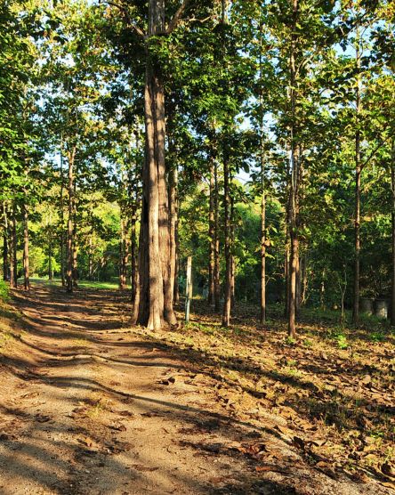 Sugarcane forest at your stay point